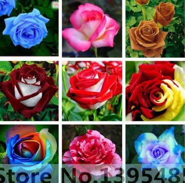 Amazon Mr Seeds珍しい花 バラ 低木 種子 黄色 赤 ピンク 紫 園芸 盆栽エキゾチック100本の潅木のバラ種子 種