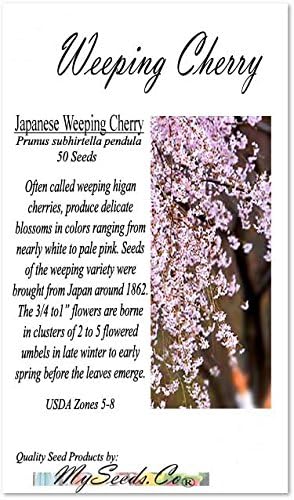 Miniatura 10 de MySeeds.Co - BIG PACK Seeds Big Pack Landscape Seeds - Semillas de árbol de secoya de California - Sequoia sempervirens por MySeeds.Co (paquete