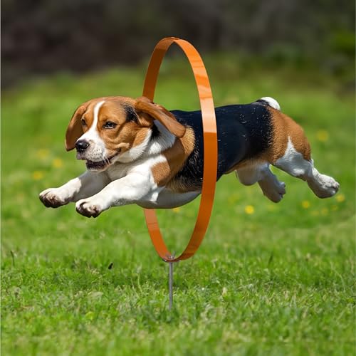 Navaris 3X Ring Agility Set Hunde klein und mittelgroß - 3er Hunde Agility Set - 3 Ringe für Hundesport Hundeparcour - Hunde Training Zubehör - Agility Hund Ringe - Orange