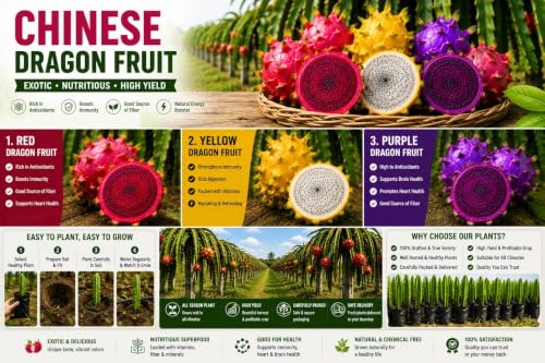 Image of Time 12 Months Hybrid Live Fruit Plant Air Layered Guti Kolom Original & Authentic Organic Tree for Outdoor Fast-Growing Fruit Plant Home Gardens Pack Of-1 (dragon fruit plant pack of- 3, Medium)