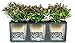 Lechuza 15003 Trio Cottage 30 Self-Watering Planter for Indoor and Outdoor Use, 39