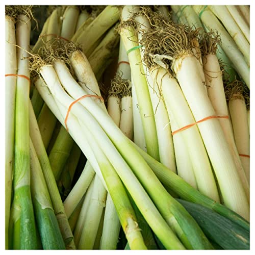 Everwilde Farms - 250 Organic Evergreen White Bunching Onion Seeds - Gold Vault Packet #TOP3