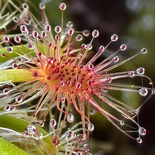 Generic Sonnentau Drosera Winterhart Samen 35pcs