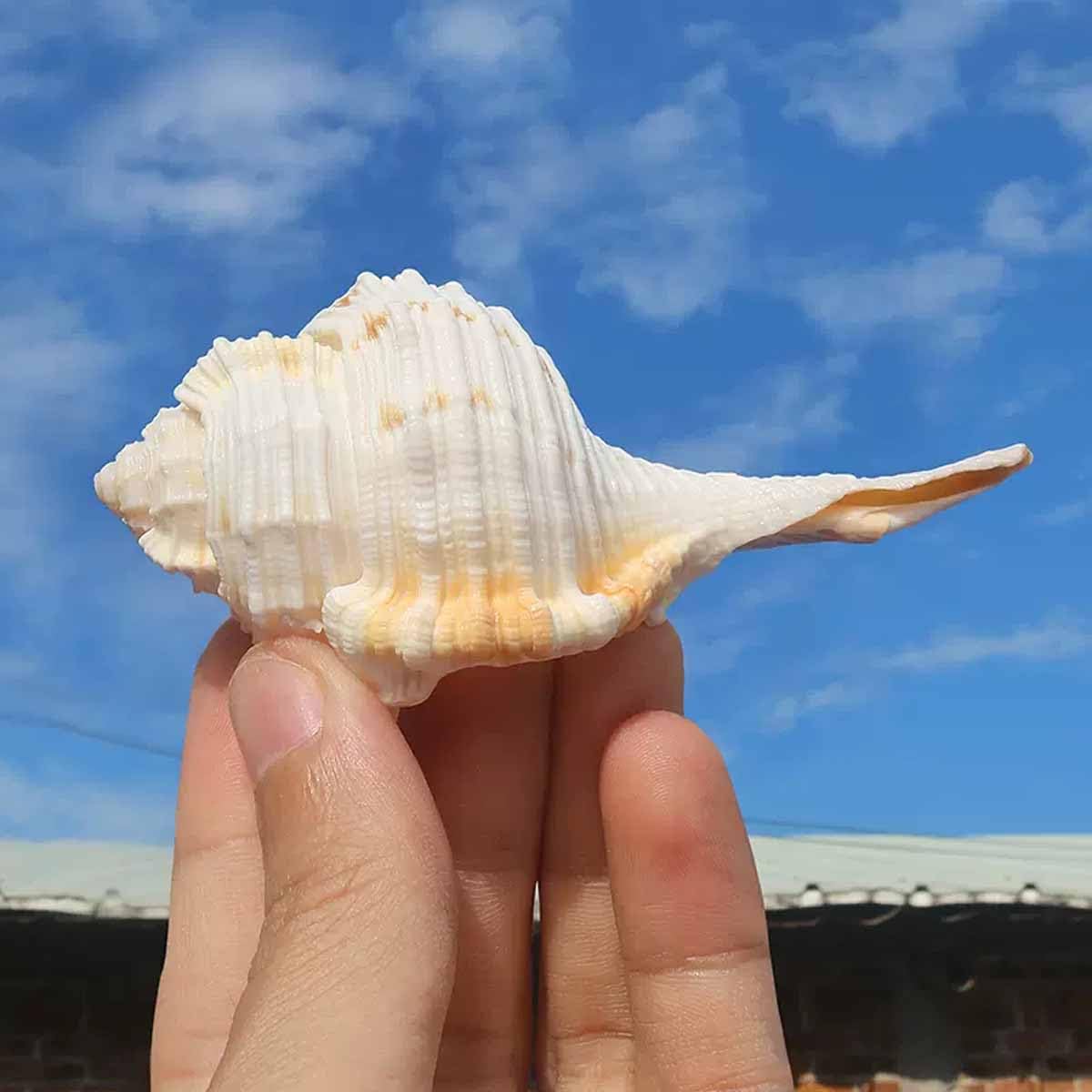 Coquillage, Coquilles 5~8Cmfor décoration de Mariage fête à thème Plage(6~7cm)