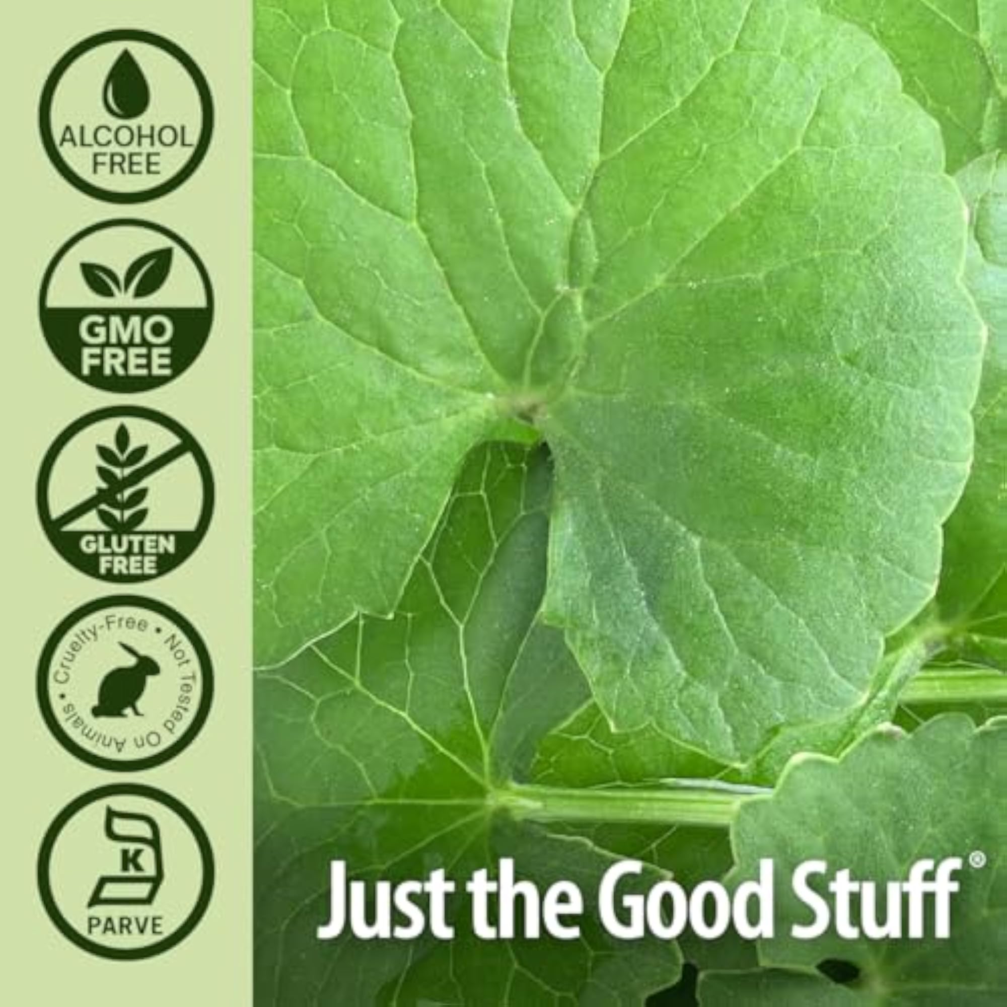 Gotu Kola Alcohol-Free Extract - 1 fl oz