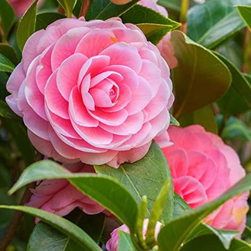 Mphmi Nursery Delhi Plant NCR Camellia Plant : Amazon.in: Garden & Outdoors