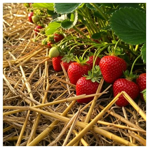 Natural Wheat Straw Garden Mulch