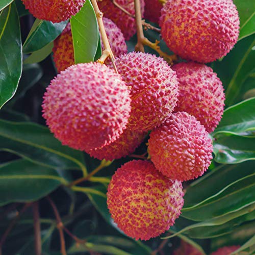 Rameshvar Enterprises | Live Sweet Lychee/Litchi Fruit Healthy Plant-image-4