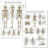 Skeletal System and Ligaments of The Joints Anatomical Poster Set - Laminated 2 Chart Set - Skeleton and Ligaments Anatomy - 18 x 27