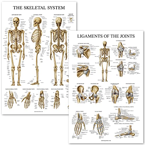 Palace Learning Skeletal System and Ligaments of the Joints Anatomical Poster Set - Laminated 2 Chart Set - Skeleton and Ligaments Anatomy - 18 x 24