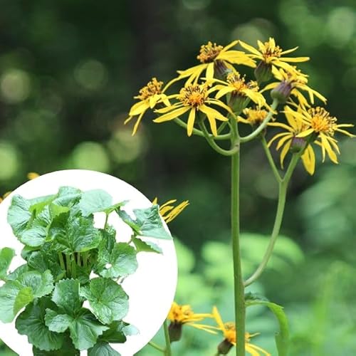 リグラリア デンタータ マルバダケブキ 10.5cmポット苗 山蕗/※7/11葉に虫食い跡あり▼紫桜館山の花屋 リグラリア デンタータ マルバダケブキ 10.5cmポット苗 山蕗/※7/11葉に虫食い跡あり▼紫桜館山の花屋