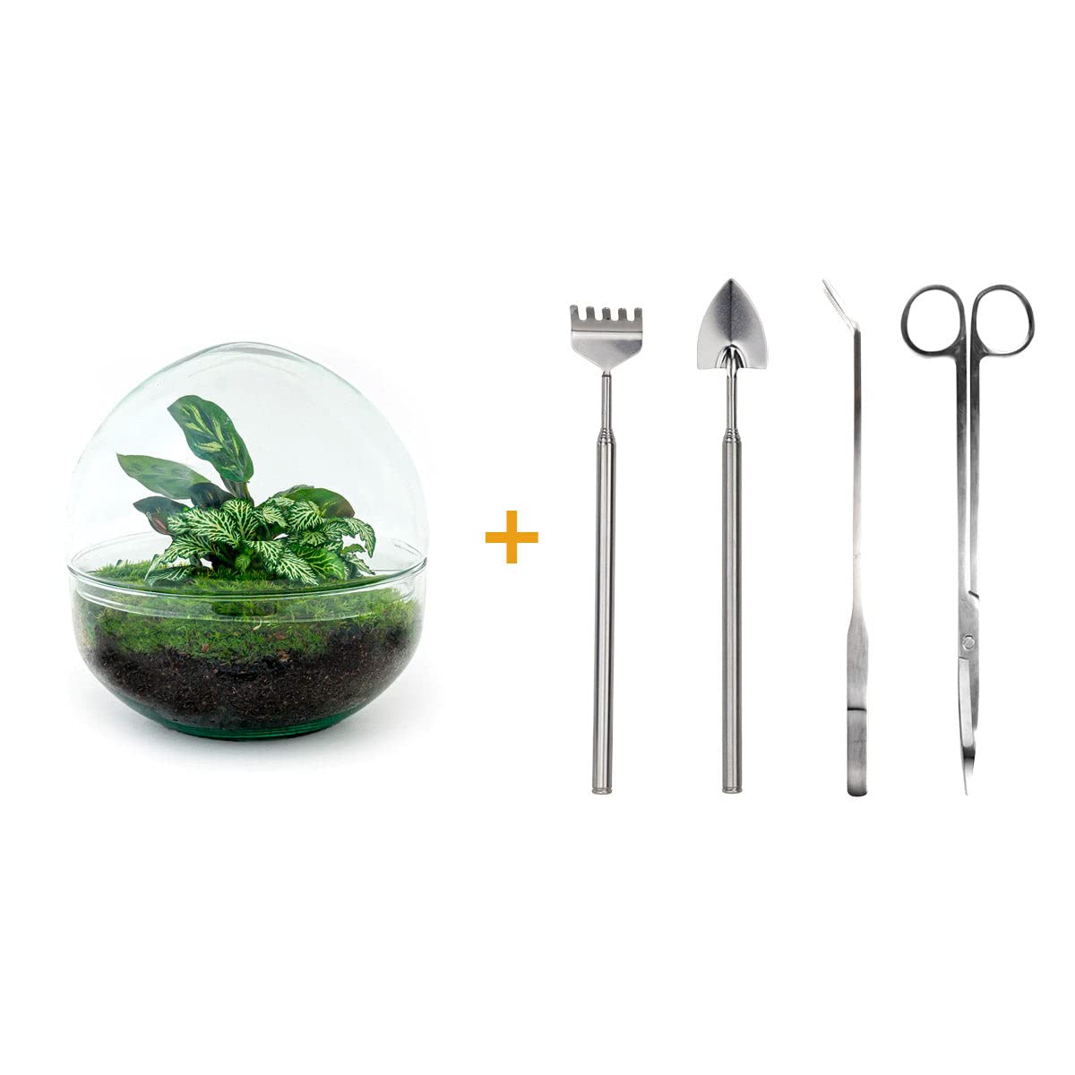 Terrarium do roślin • kopuła • ekosystem z roślinami • ↑ 20 cm – DIY – kompletny zestaw terrarium – terrarium – miejski terrarium – terrarium + grabienie + łopatka + pęseta + nożyczki