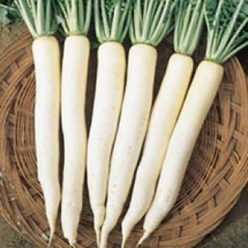 500 Semillas de la herencia china daikon rábano blanco celeste