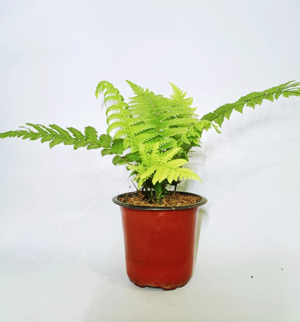 Ferns live plant, Plant for ferns, Ferns plant live (1 live plant)