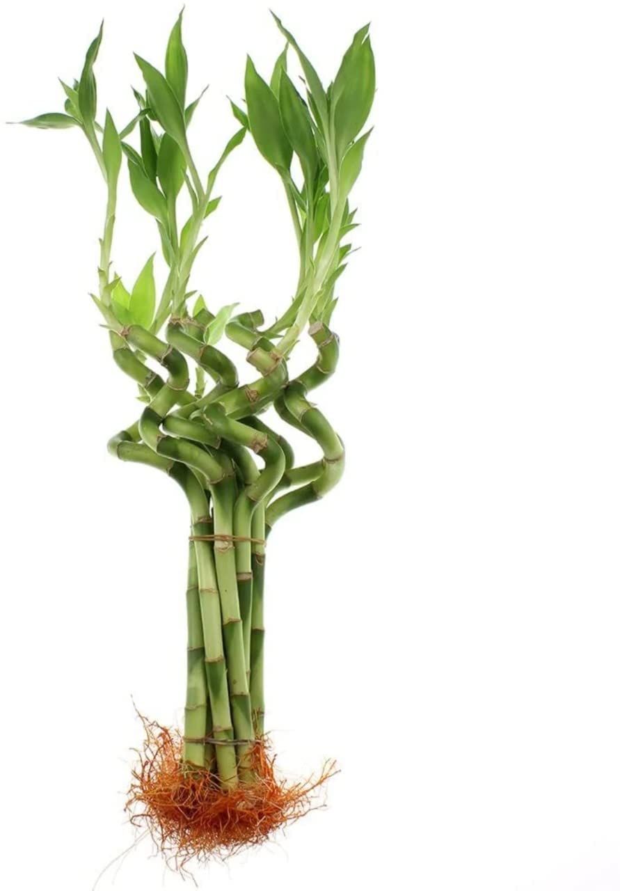 Polygon Green Live Spiral Lucky Bamboo/Dancing Sticks 1 Bundle of 30cm (About 10-14 Inches from Bottom to Top) (15 Sticks) (B0D5R2LN8Y) Amazon Price History, Amazon Price Tracker
