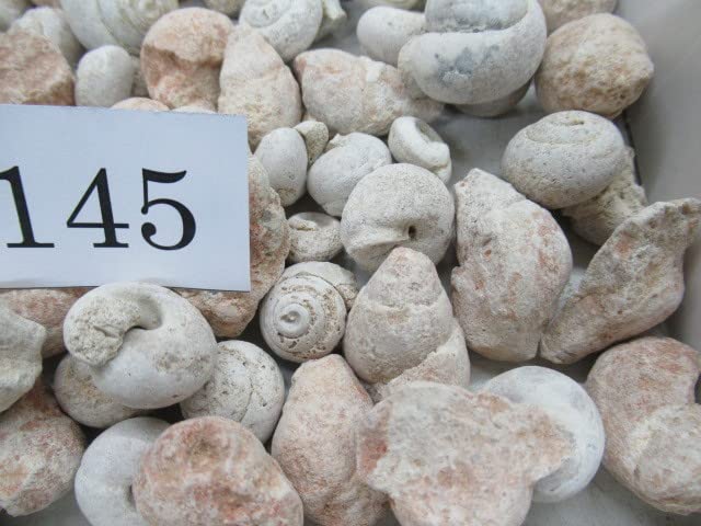 Amazon | 巻貝の化石500グラムモロッコNo.145 303 | 化石・発掘