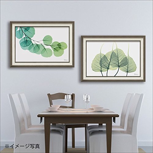 アートフレーム　X RAY キャンバスアート　ユーカリ Amazon.co.jp: 【アートフレーム】X RAY キャンバスアート「ユーカリ