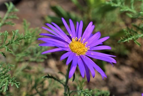 Miniatura 5 de Semillas de flores de margaritas Tahoka para plantar, más de 1000 semillas de flores por paquete, semillas de jardín de Isla, semillas sin OMG y