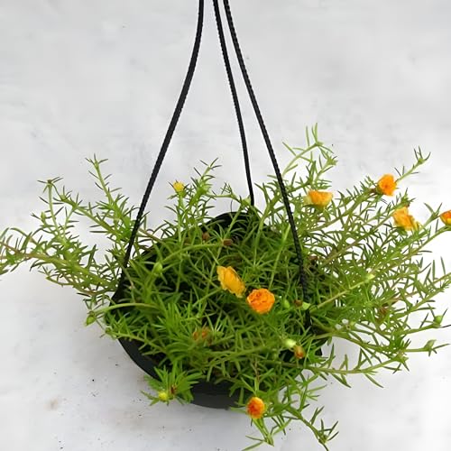 Image of Portulaca Flower Seeds - Vibrant Moss Rose Seeds, Easy-to-Grow, Drought-Tolerant, Long-Blooming Garden Flowers, Attracts Bees & Butterflies (pack of 200+ Seed)