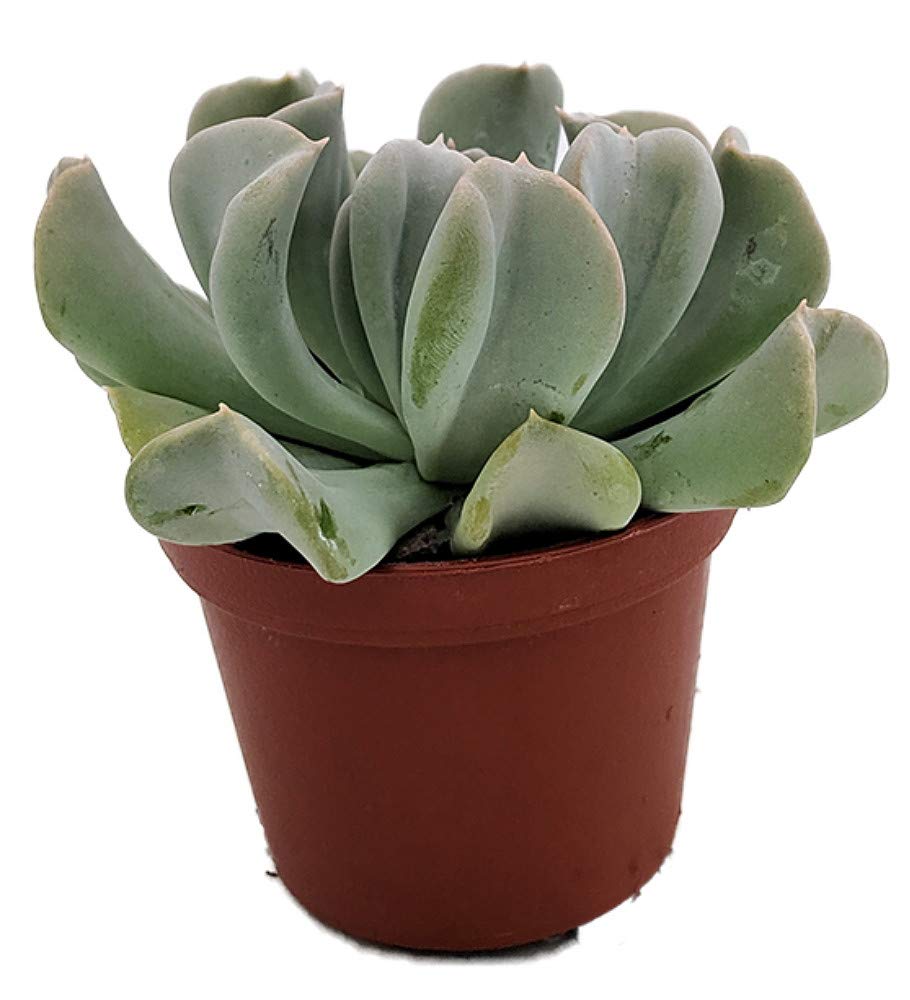 ceramic self watering flower pots Sea Falcon Self-Watering Planter | Modern Organic Wave Texture | 7"  Hydroponic Pot for Indoor Plants