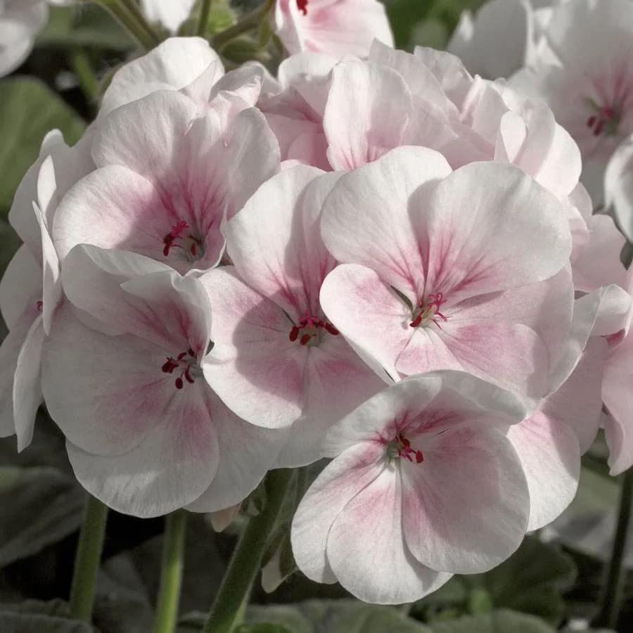 Park Seed Geranium Flowering Plant Seeds, Maverick Appleblossom Hybrid with Soft Pink and White Blooms, Vigorous Zonal Variety for Beds and Containers, Pack of 10