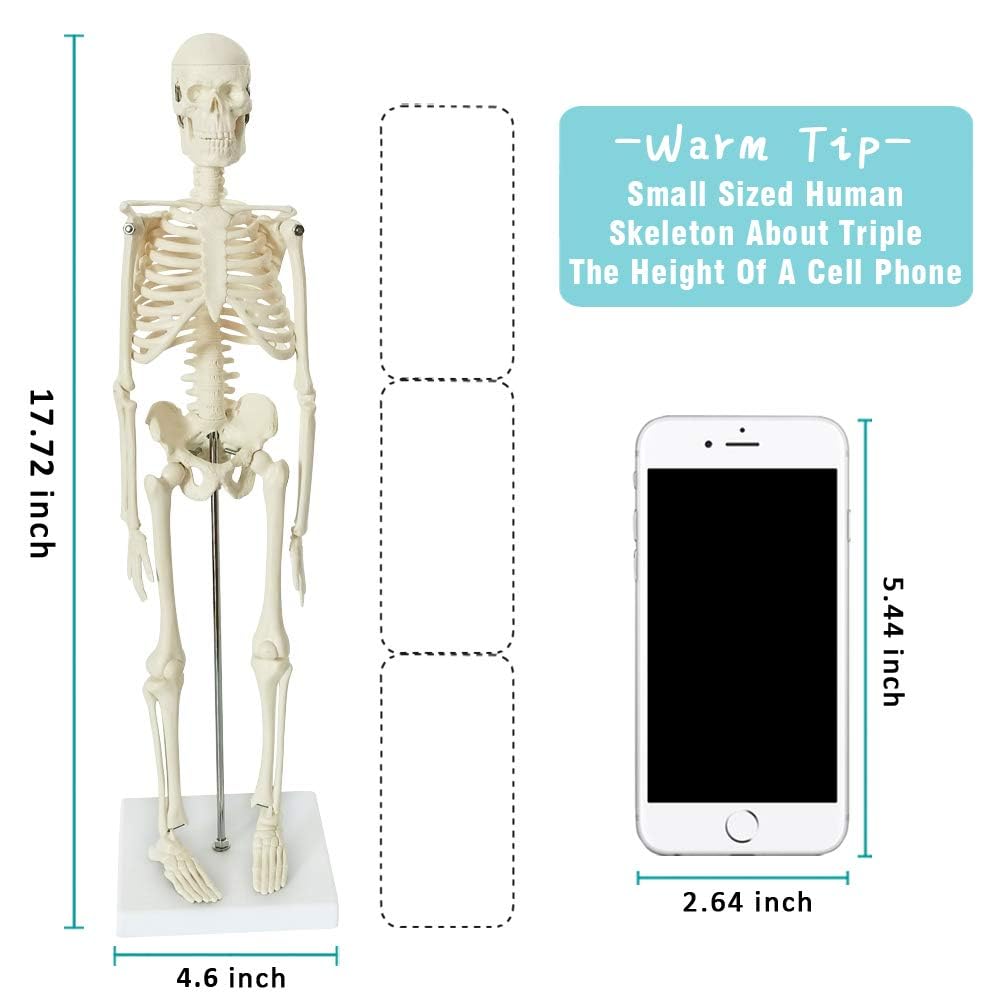 EVOTECH SCIENTIFIC Menschlicher Körper, Skelett, Herz, halbe Größe Schädel mit Gehirn-Anatomie-Modellen, bestes anatomisches Modell-Set, 4 handliche 3D-Modell-Studienwerkzeuge für Medizinstudenten