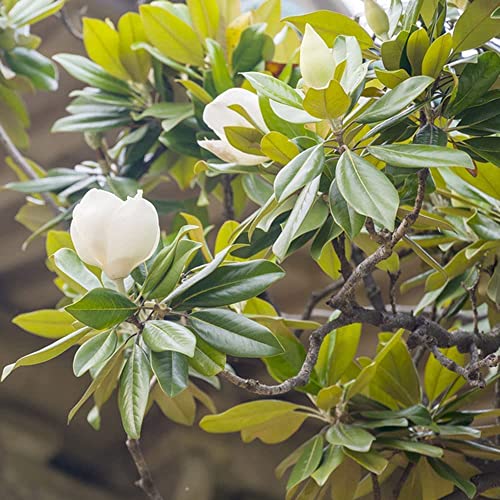 50 Piezas De Semillas De Magnolia Generosas Y Dignas Blancas Plantadas En Ambos Lados De La Carretera Cover