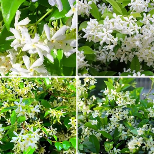 Star Jasmine Seeds 320 Pcs Evergreen Climbing Vine Heavy Blooms Strong Scent Cold & Heat Tolerant for Garden Fence Wall