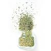 Fruidles Whole Thyme Leaves, Non-GMO, Freshly Packaged in Resealable Bag (8 Ounce)