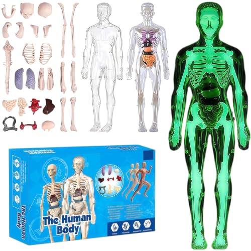 Image of 3D Human Body Model with Removable Bones,Organs,Transparent Anatomy Figure with Luminous Design,DIY Human Organ Model for Study,Teaching Demonstration,Science Early Learning