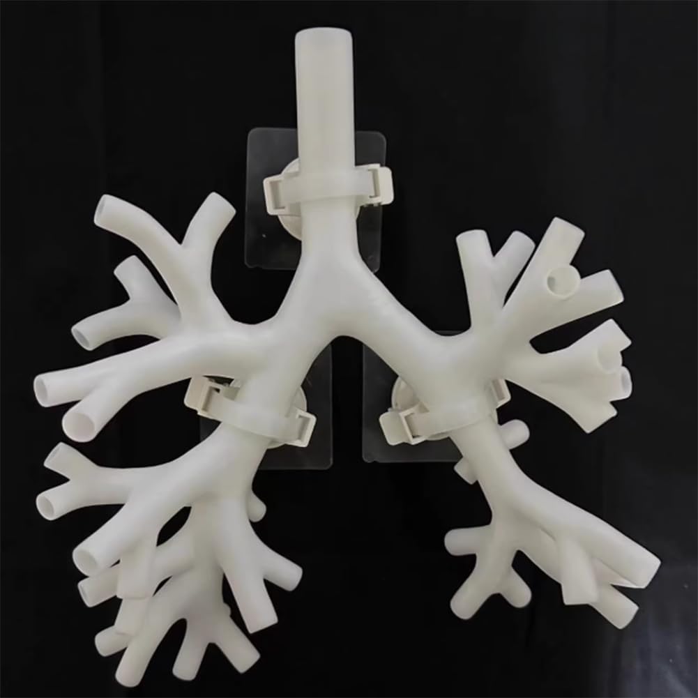Modello di formazione broncoscopia, resina albero bronchiale modello anatomia fibra set per insegnamento medico, scuola di medicina infermieristica apprendimento