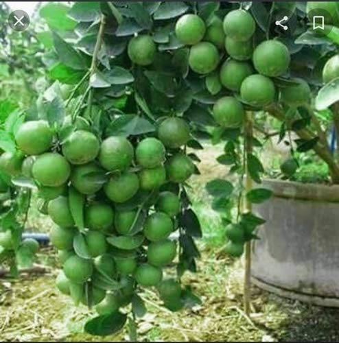 Plant Nimbu Grafted Live Plant (B08WLZJ22M) Amazon Price History, Amazon Price Tracker
