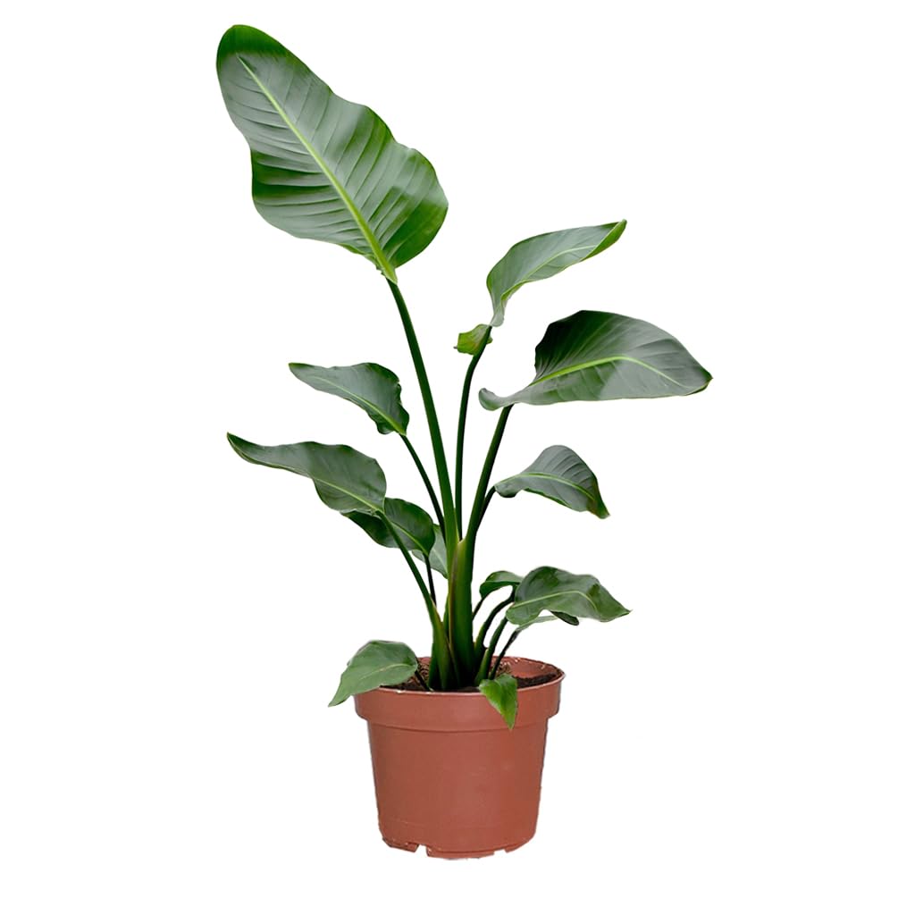 Strelitzie Strelitzia nicolai | XXL Zimmerpflanze 100–110 cm hoch | mit 2–3 Trieben im 21 cm-Topf | Pflegeleicht für Wohnzimmer, Büro oder Balkon | frisch aus der Gärtnerei | Green Me Up