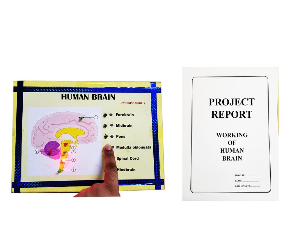 Human Brain Biology Working Model Educational Science Project