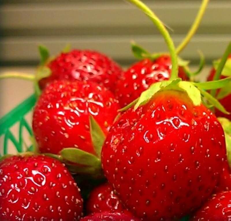 Клубника laetitia. Белая клубника. Strawberry x. Сорт клубники рубин. Клубника ремонтантная остара.