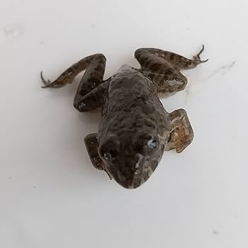 ガマガエルページ 繁殖個体 活エサ ヌマガエル SSサイズ 胴長1.5~2cm 10匹 幼蛇用