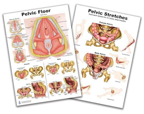 Blue Tree Publishing Pelvic Floor and Pelvic streches 2 Chart