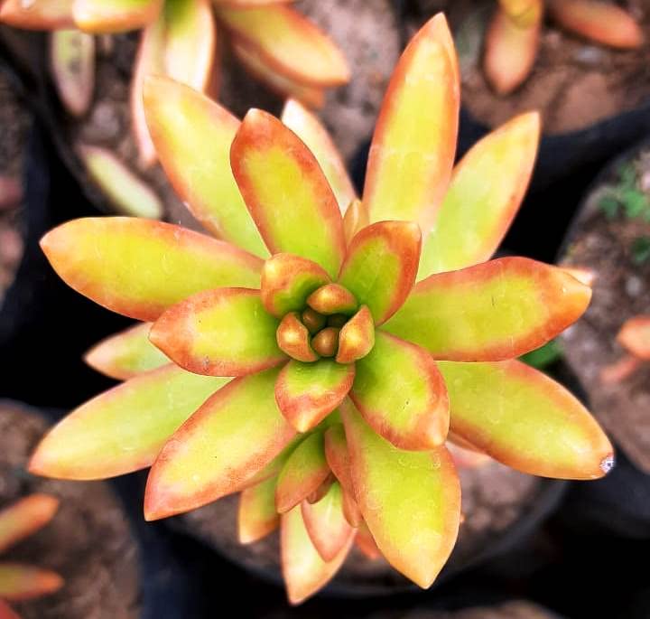 Nainileaf Sedum Succulent - Coppertone Sedum Golden Glow Sun Kissed Indoor & Outdoor Decorative Plant, Feng Shui Good Luck Plant for Home, Office Desk, Balcony & Gifting