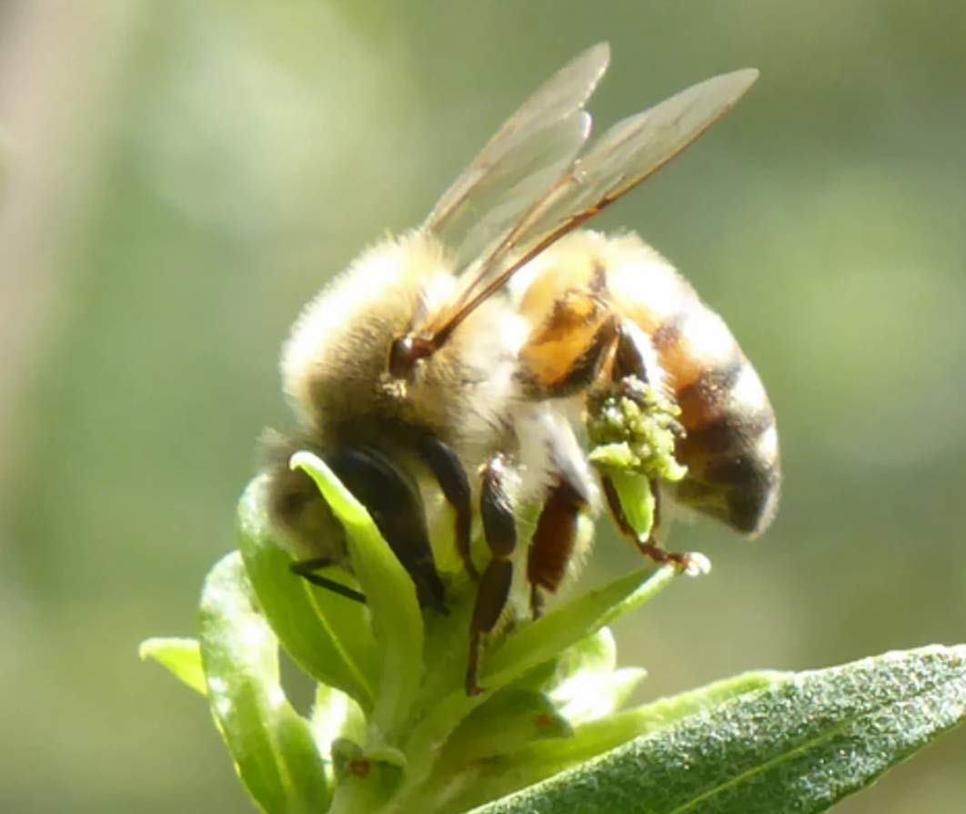 Propoli verde del Brasile Bio | 100% naturale e puro | Ideale per tinture ed estratti | Ricco di Artepillina C | Raccolto in Minas Gerais | Non trasformato, 100 gr.