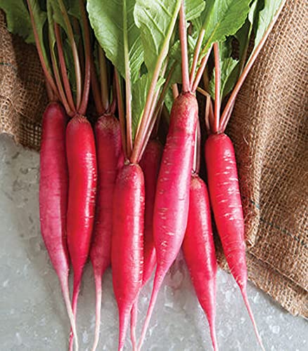 Gardenify India Hybrid Red Mooli Radish Long 200 Seeds (B094DK891S) Amazon Price History, Amazon Price Tracker
