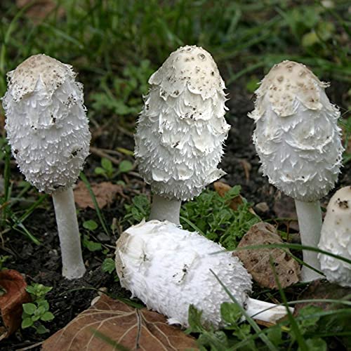 SANWOOD Semi di funghi Coprinus Comatus Seeds for Home Garden Planting, 50 pezzi di semi di funghi vibrante bianco micelio spore spawn semi per esterni