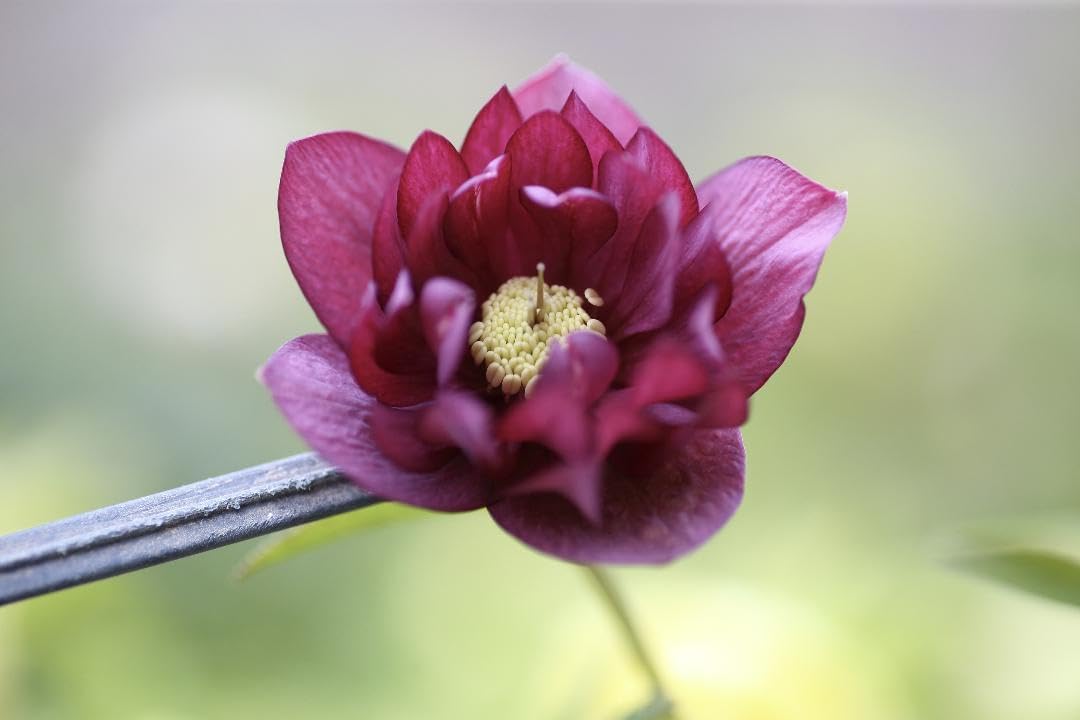 クリスマスローズ 開花実績株 クレオパトラ交配 クリスマスローズ