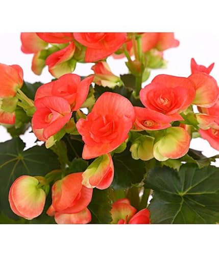 Begonia de Flor Elatior La Planta de Interior que te Enamorará