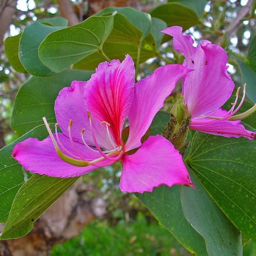 Chuxay Garden 10 Seeds Bauhinia Variegata Seeds,Purple Orchid Tree,Ebony Wood,Mountain Ebony,Bauhinia Purpurea Elegant Beauty Tree Attract Hummingbirds Privacy Screen Plant #TOP1