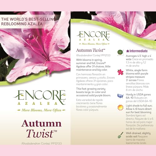 2 Gallon Encore Azalea Autumn Twist Shrub 2 Gallon Encore Azalea Autumn Twist Shrub