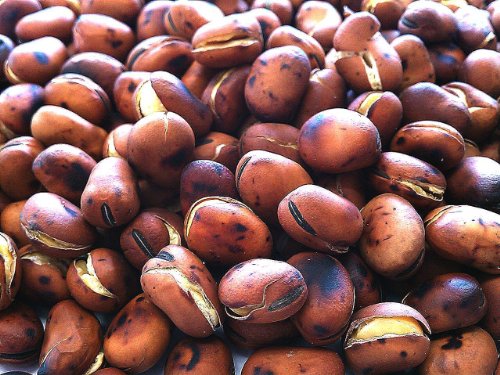 黒田屋 はじき豆 500g チャック袋 九州工場製造品 500gX1袋