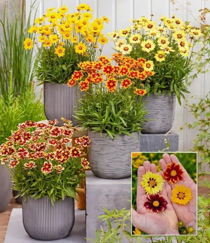 BALDUR Garten 4er Coreopsis Solar Mix, Pflanzen im 9x9 cm-Topf, winterharte Staude, mehrjährig, bienenfreundlich und schmetterlingsfreundlich, pflegeleicht, für Standort in der Sonne geeignet