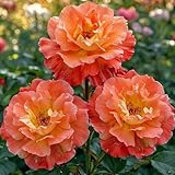 DUTCH BULBS EXCLUSIVE PLANTS FROM HOLLAND