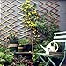 LANZLC Rankgitter Holz Ausziehbar, Holzspalier 200 x 30cm Gartenzaun Holzzaun Deko Scherengitter Verstellbar Pflanzengitter Gartengitte Trellis Hartholz Spalier für Balkone und Gärten, Naturholzfarbe