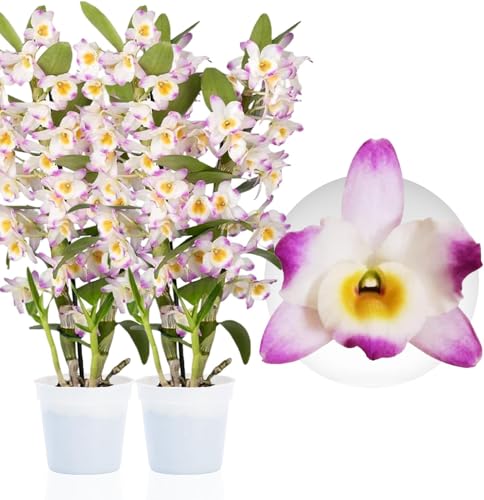 Piante Vere da Interno - 2 Orchidee Bambus Dendrobium Nobile Pink Passion - Fiorite e Profumate - Piante e Fiori Esclusivi dall'Olanda - Altezza 30-40 cm (Non artificiali, senza fertilizzanti e vaso)